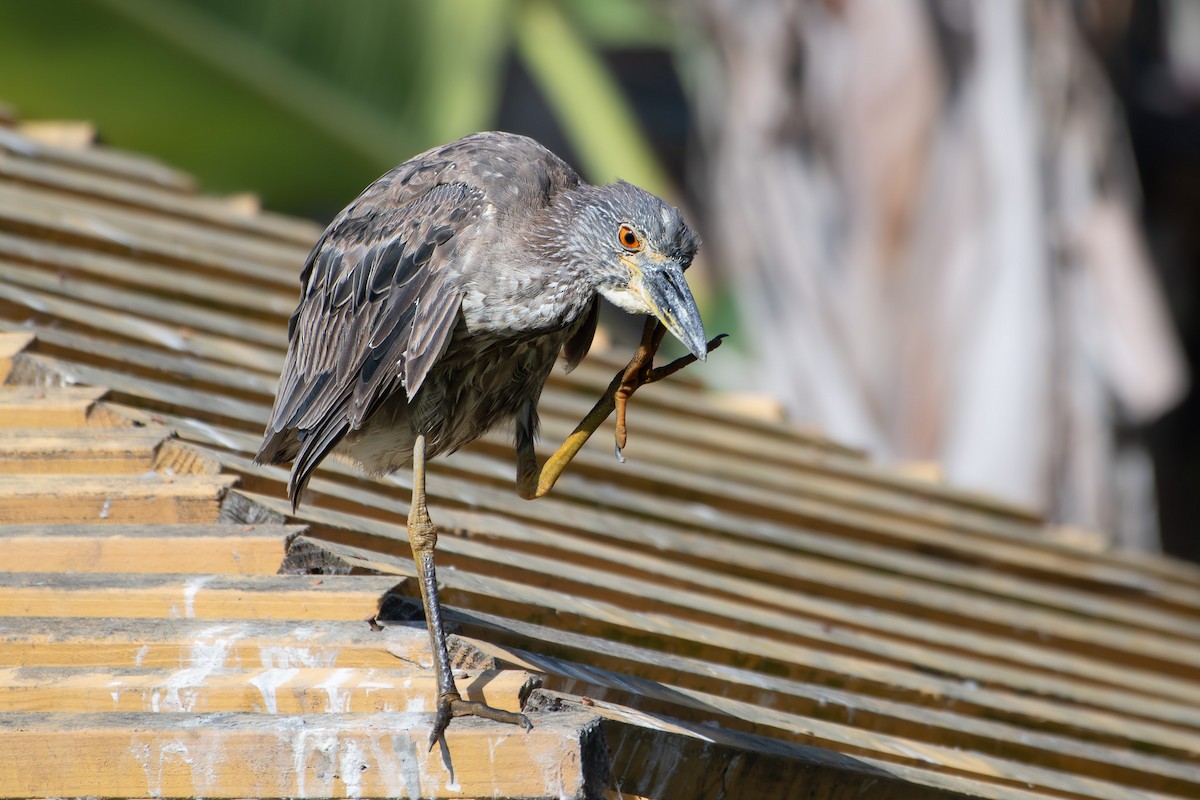 Yellow-crowned Night Heron - ML637826421