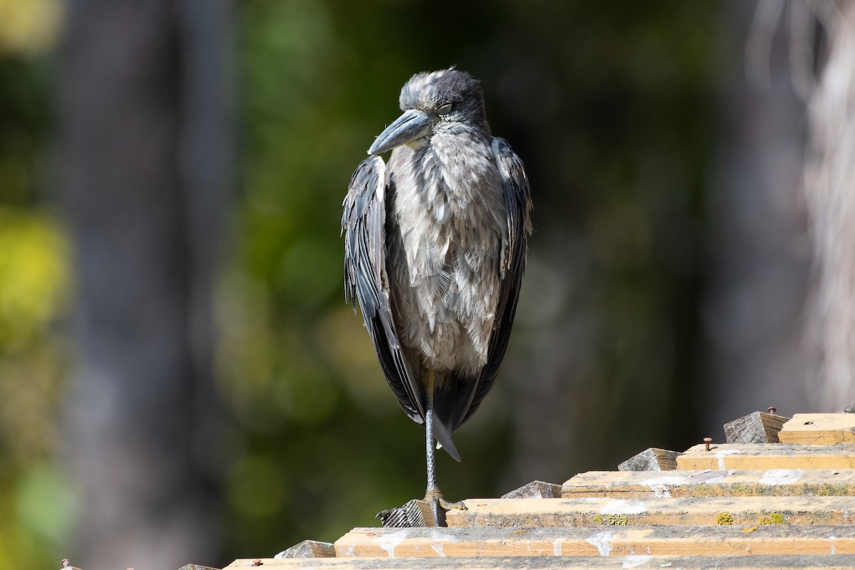 Yellow-crowned Night Heron - ML637826422