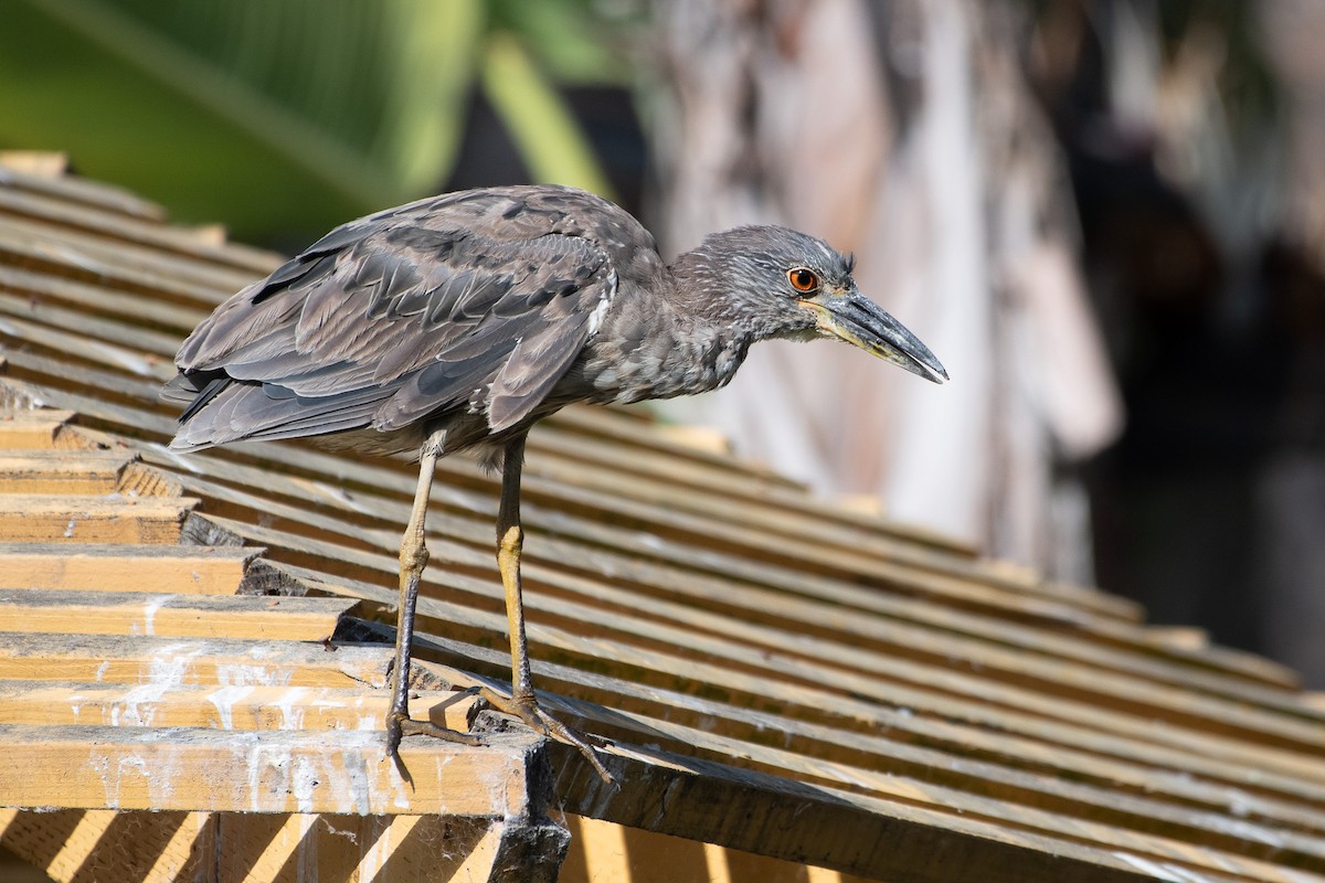 Yellow-crowned Night Heron - ML637826423