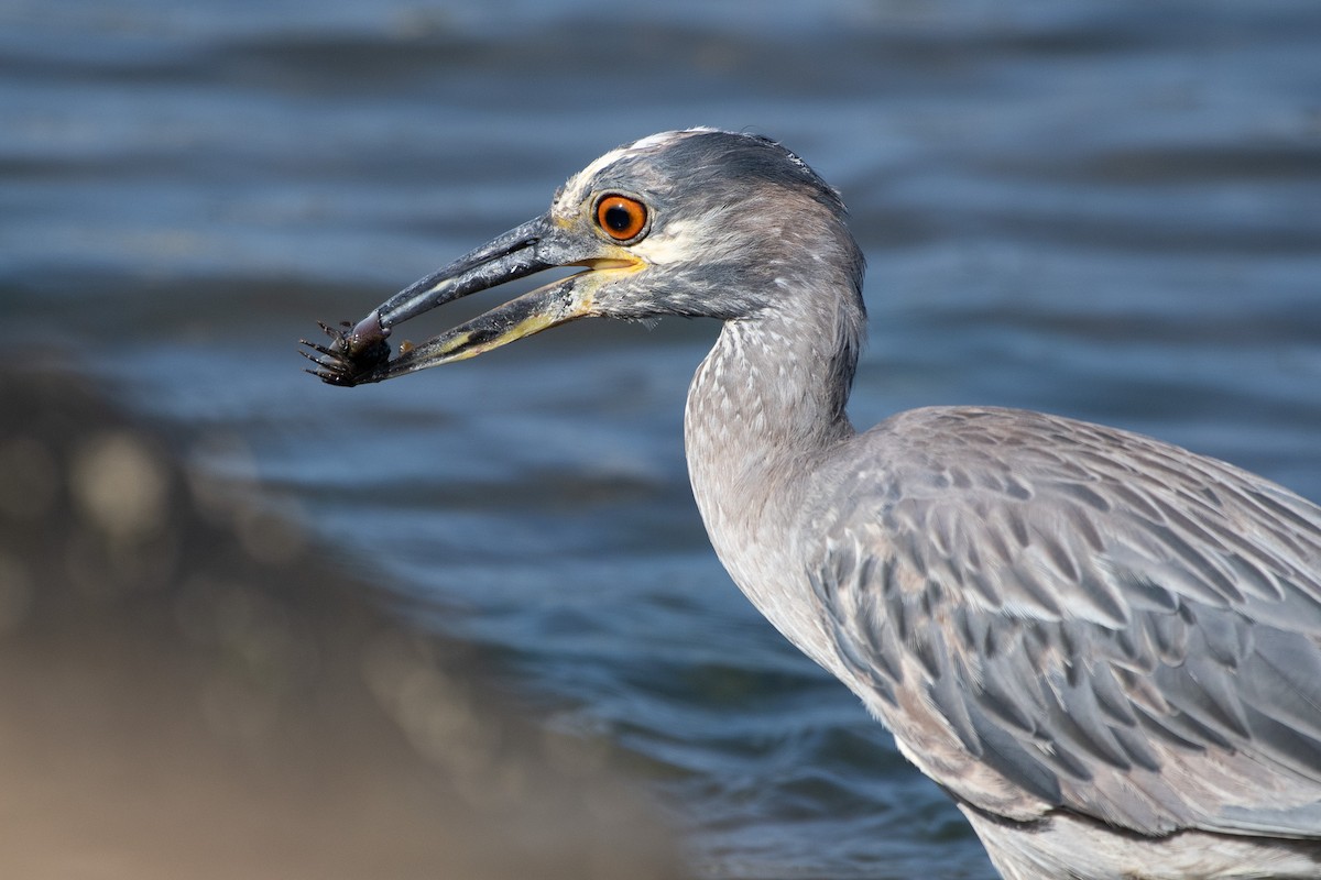 Yellow-crowned Night Heron - ML637826426