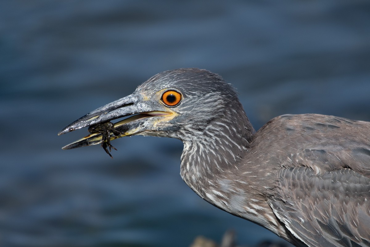 Yellow-crowned Night Heron - ML637826429