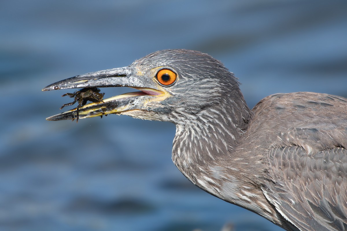 Yellow-crowned Night Heron - ML637826430