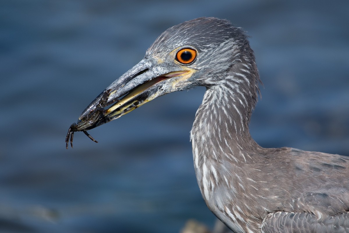 Yellow-crowned Night Heron - ML637826431
