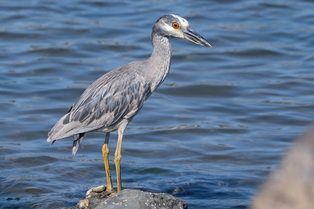 Yellow-crowned Night Heron - ML637826432