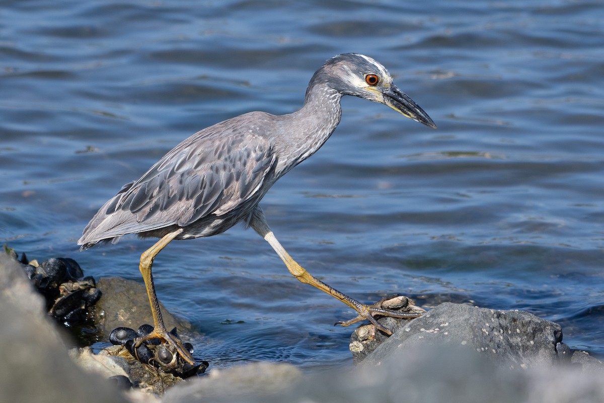 Yellow-crowned Night Heron - ML637826434