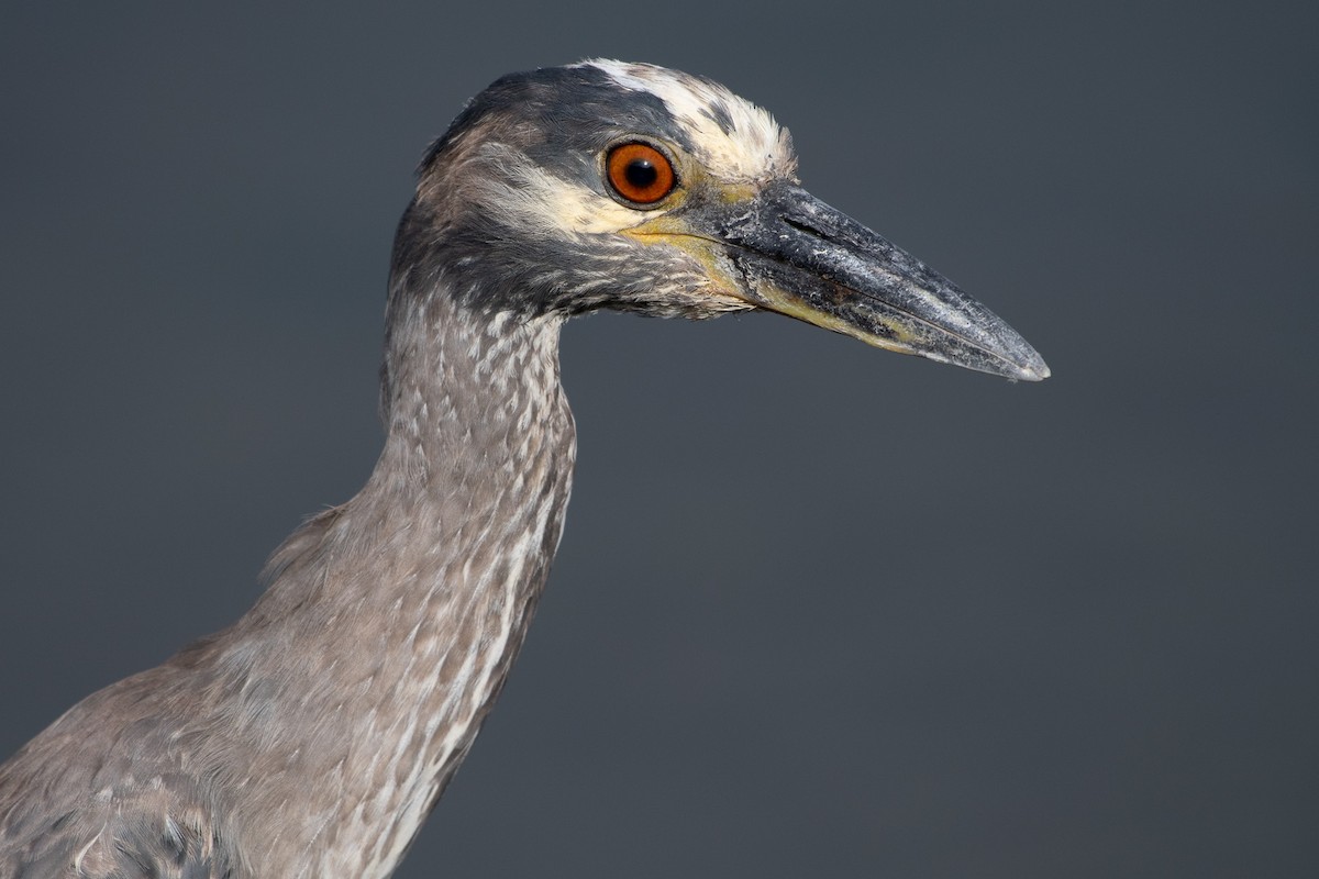 Yellow-crowned Night Heron - ML637826435