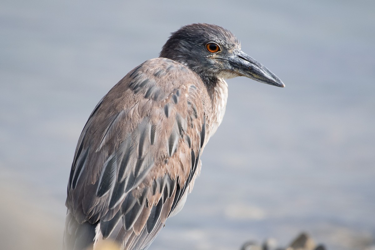 Yellow-crowned Night Heron - ML637826438