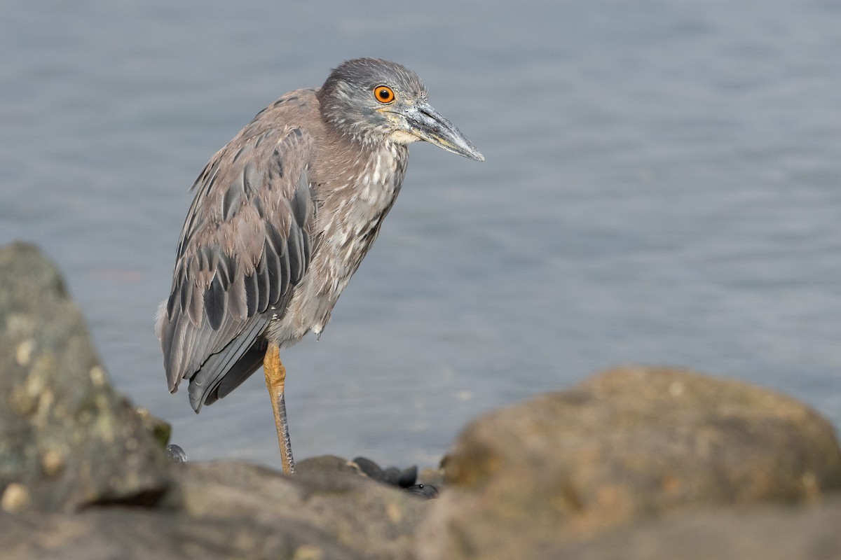 Yellow-crowned Night Heron - ML637826440