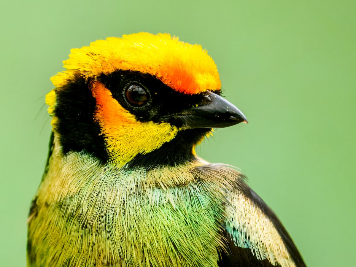 Flame-faced Tanager - ML637826445