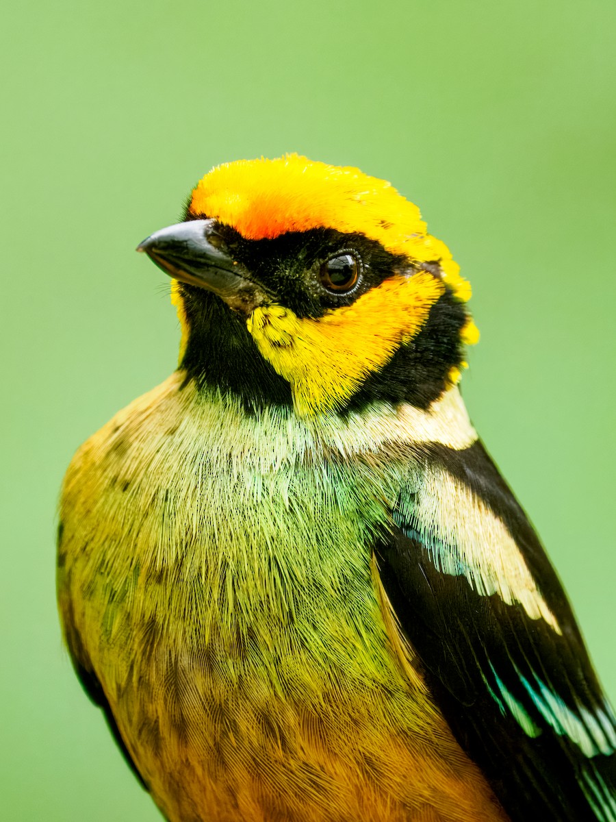 Flame-faced Tanager - ML637826446