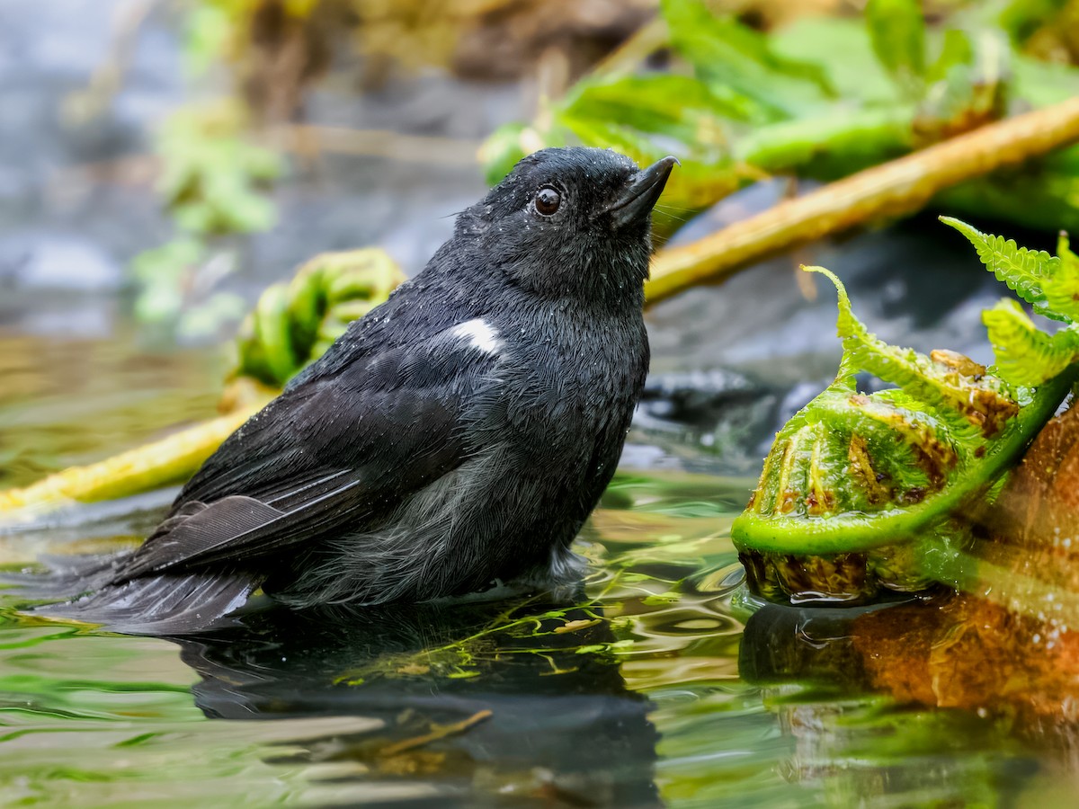 White-sided Flowerpiercer - ML637826457