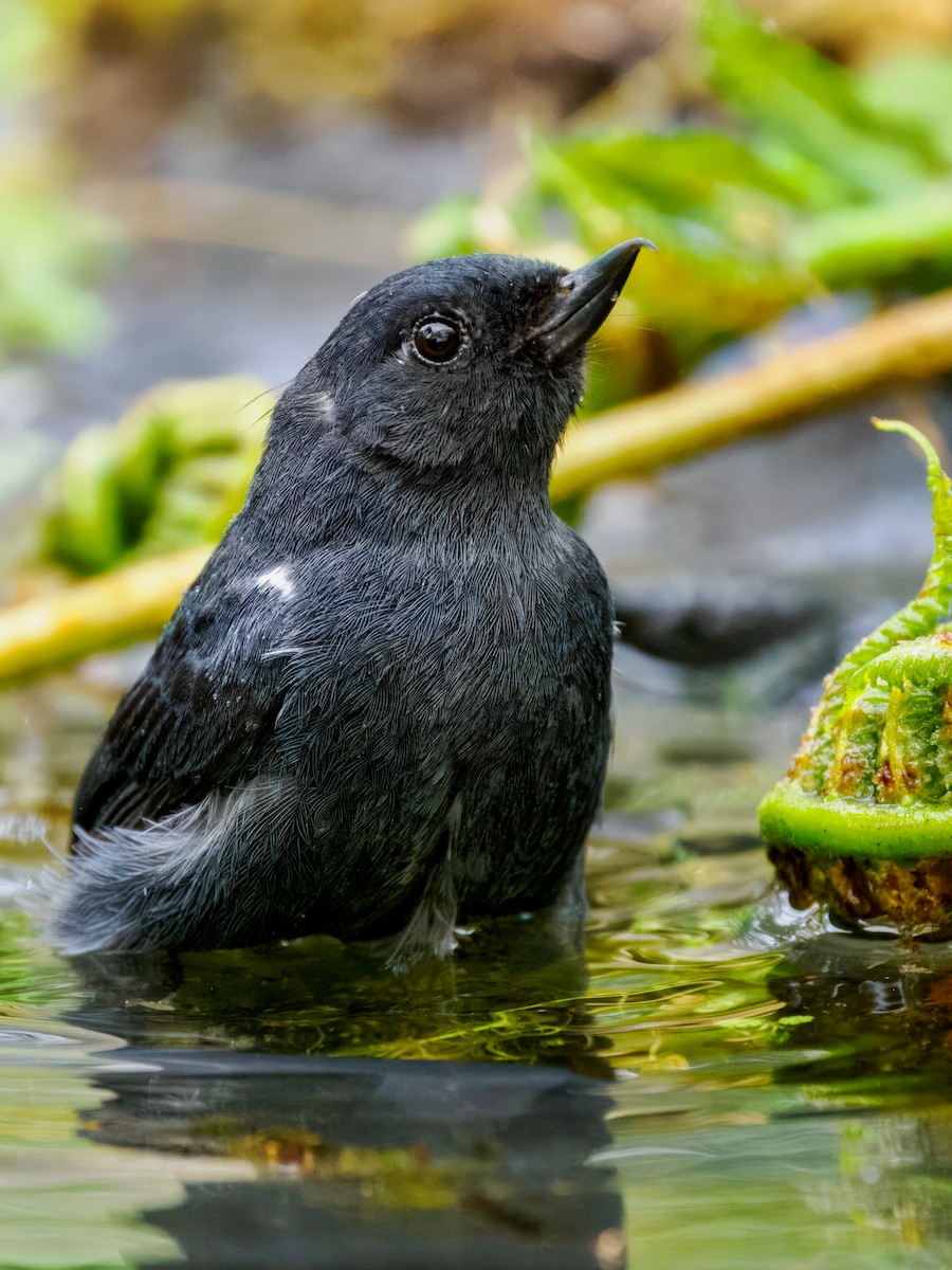 White-sided Flowerpiercer - ML637826458