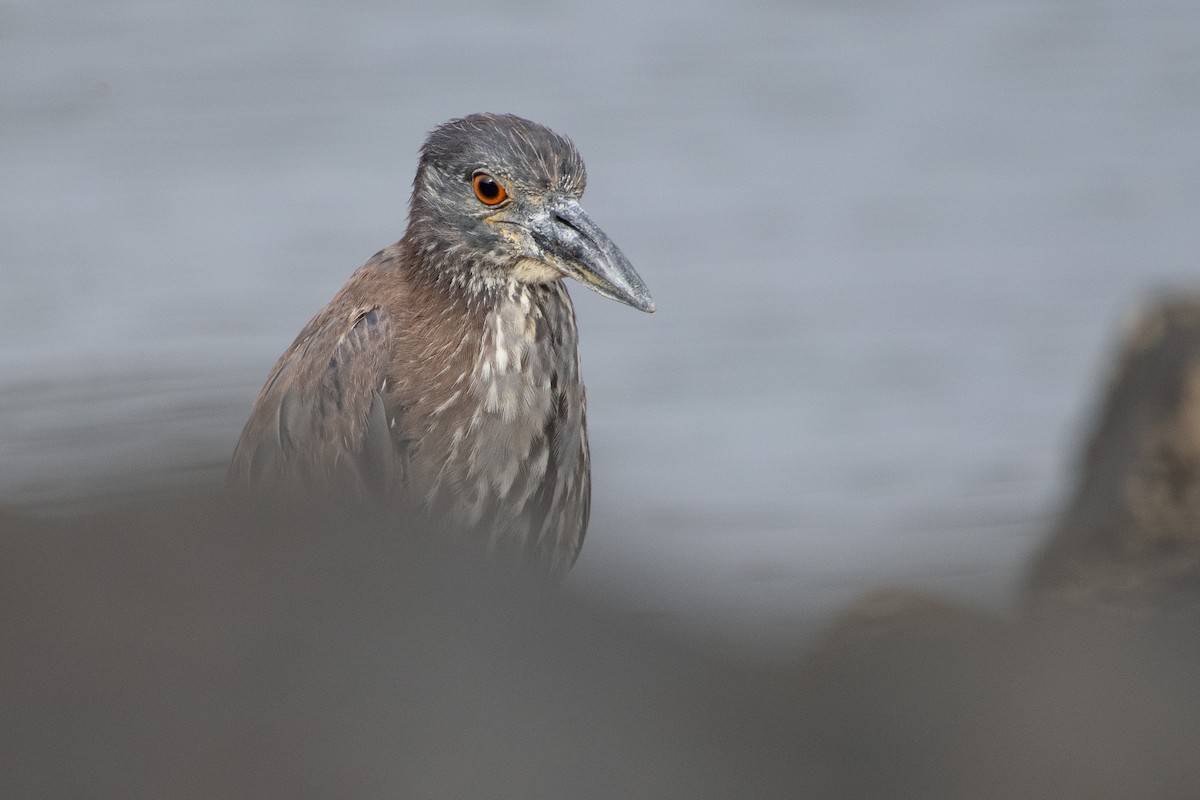 Yellow-crowned Night Heron - ML637826464