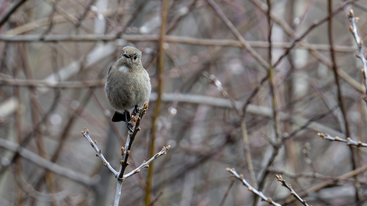 White-throated Redstart - ML637826489