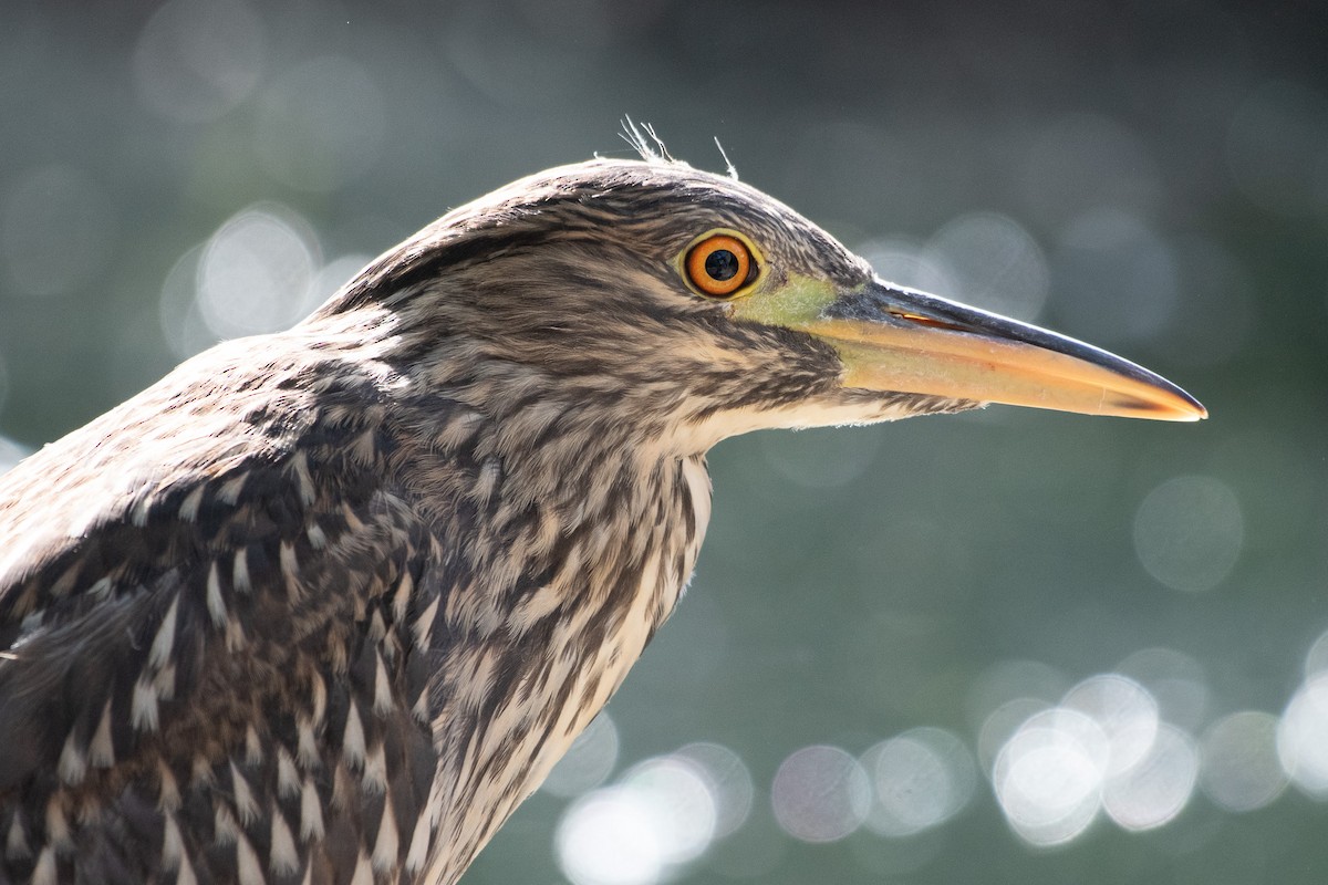 Black-crowned Night Heron - ML637826490