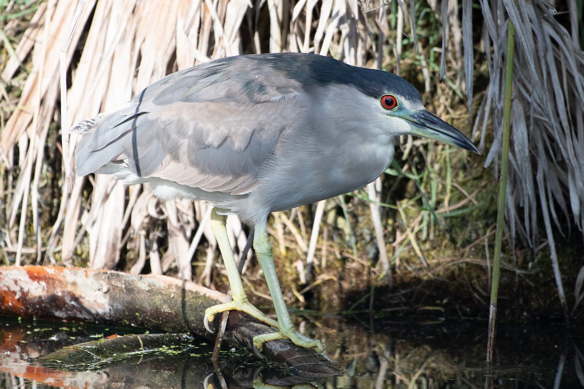Black-crowned Night Heron - ML637826496