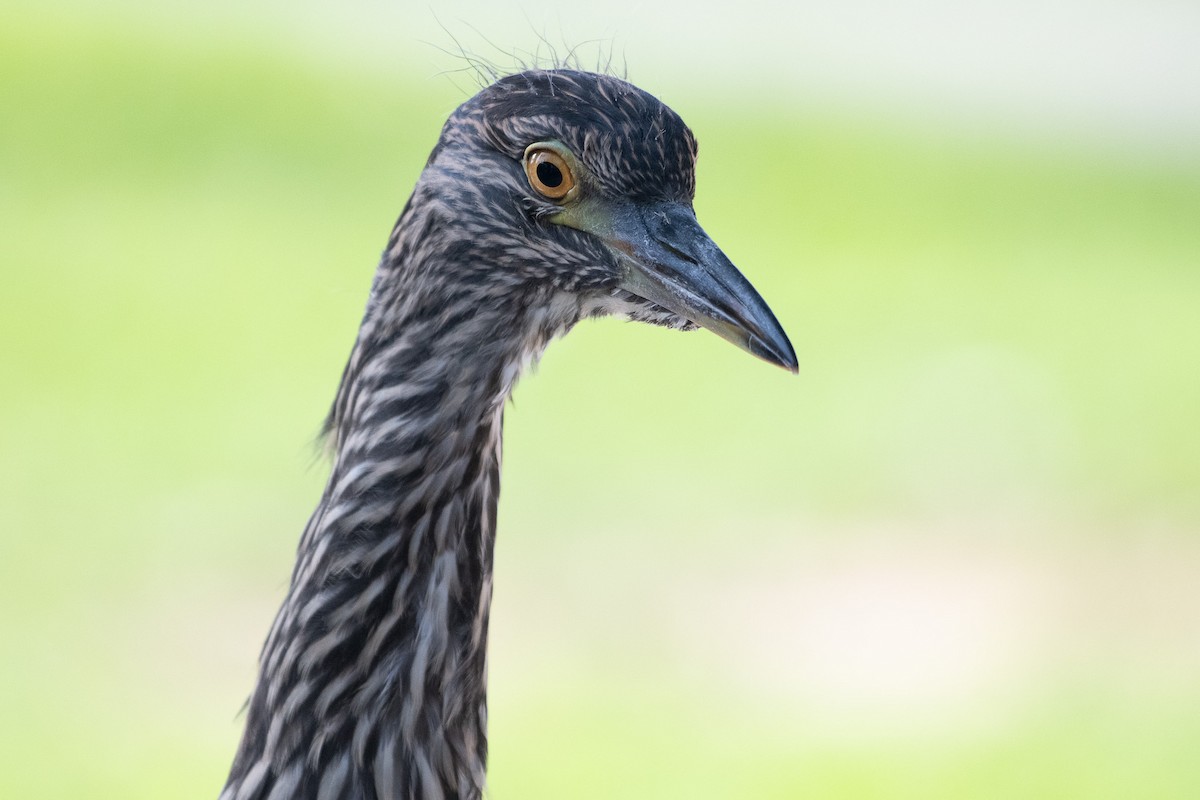 Black-crowned Night Heron - ML637826498