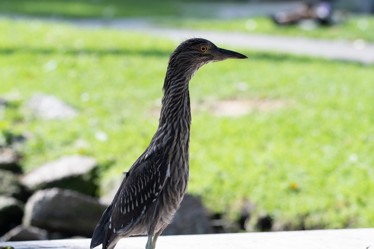 Black-crowned Night Heron - ML637826499
