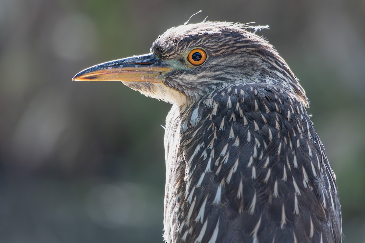 Black-crowned Night Heron - ML637826500