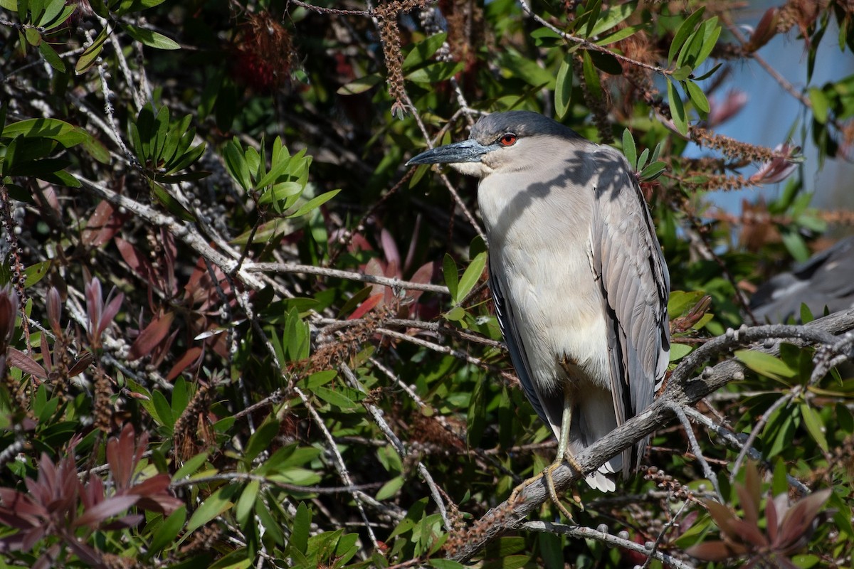 Black-crowned Night Heron - ML637826501