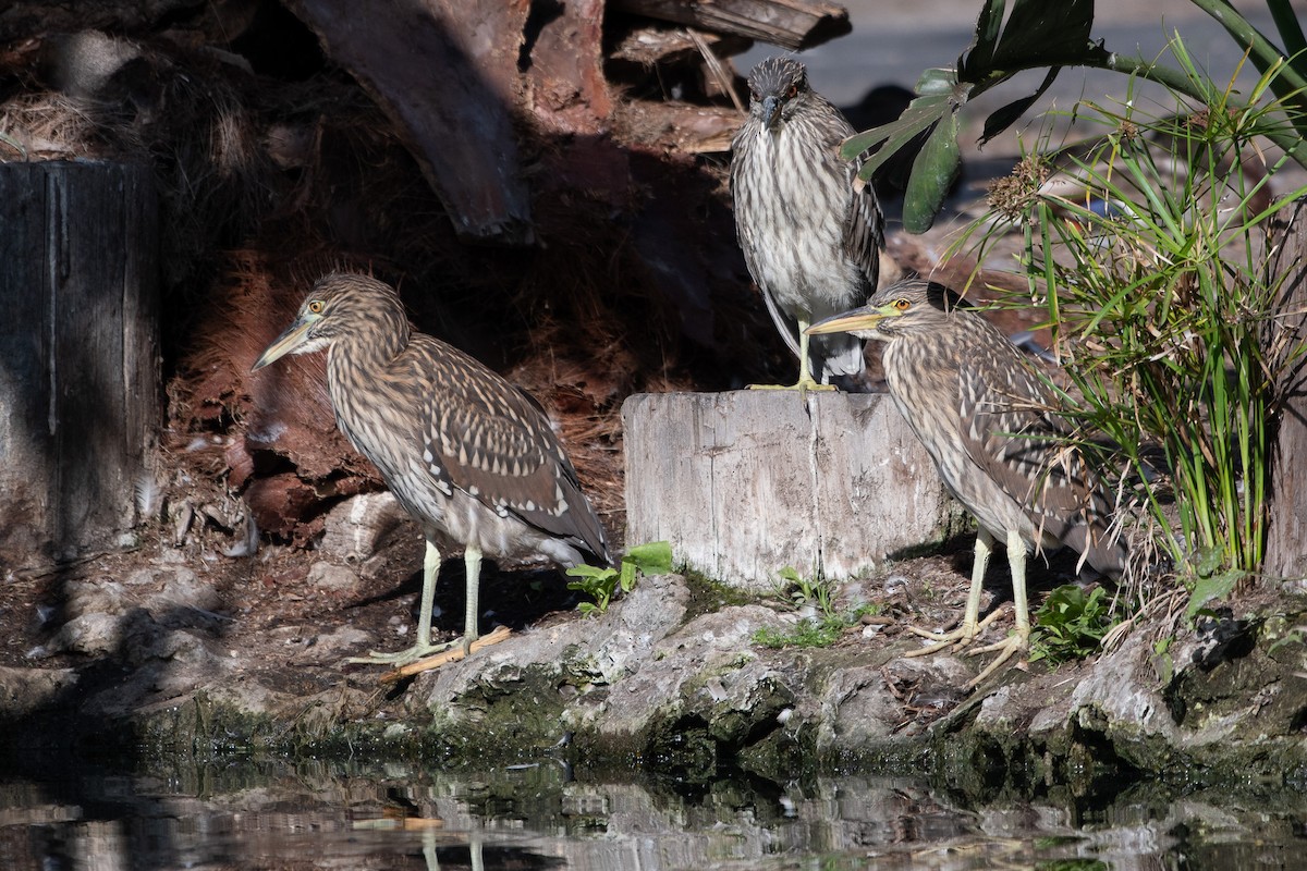 Black-crowned Night Heron - ML637826502