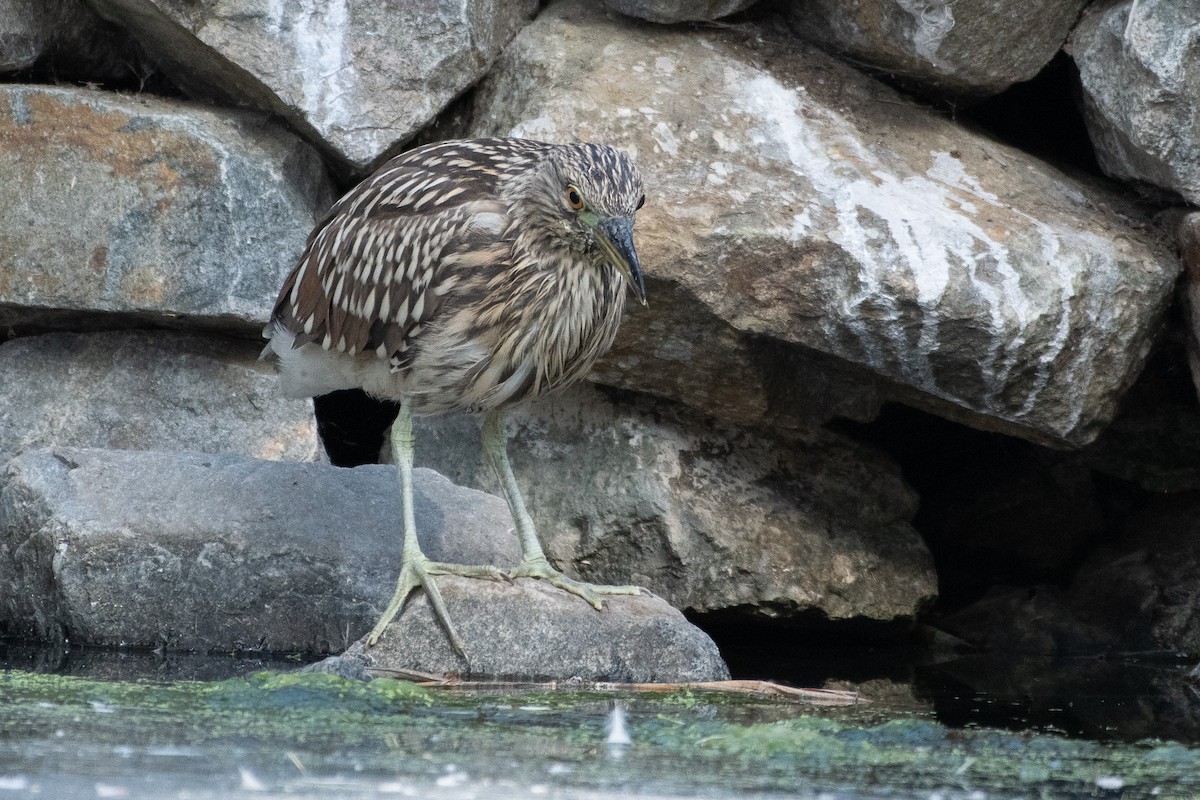 Black-crowned Night Heron - ML637826504