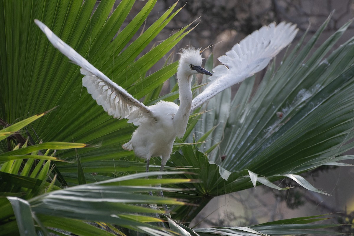 Snowy Egret - ML637826517