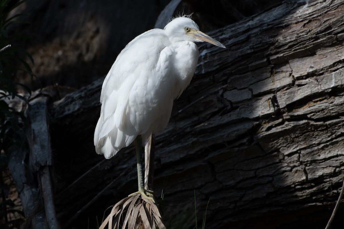 Snowy Egret - ML637826518