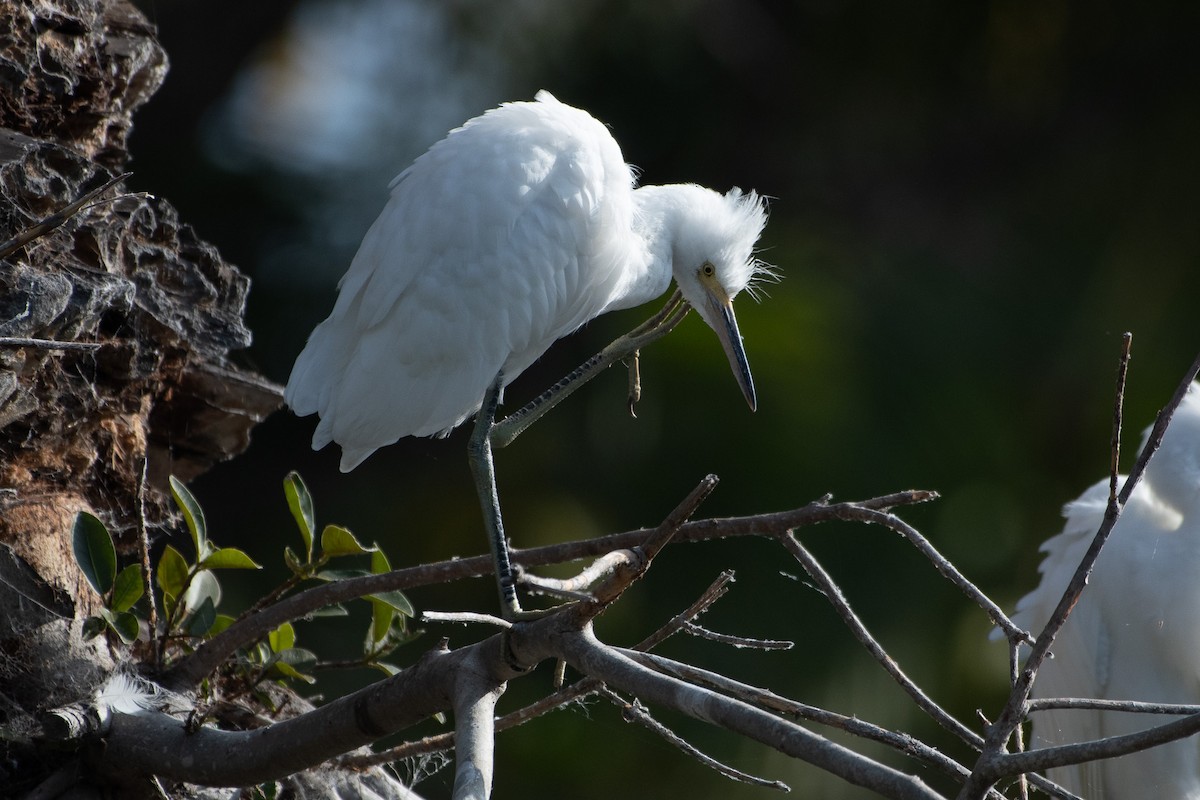 Snowy Egret - ML637826519