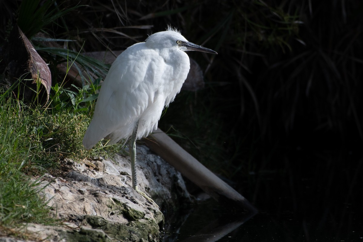 Snowy Egret - ML637826520