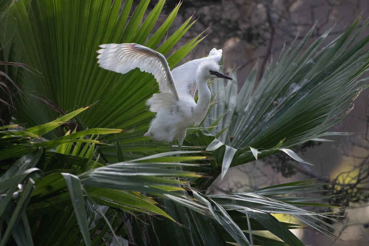Snowy Egret - ML637826522