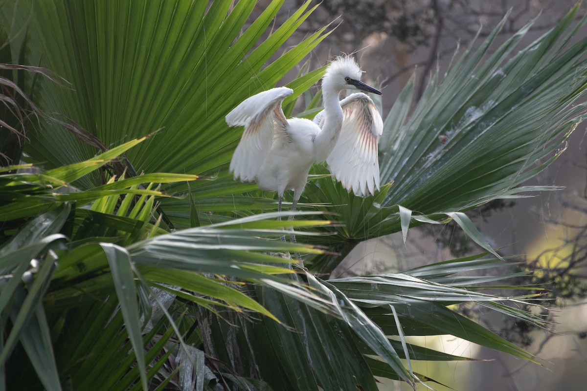 Snowy Egret - ML637826523