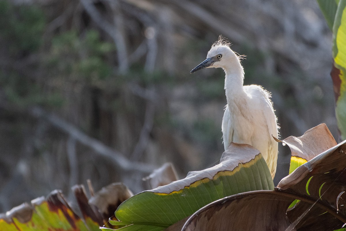 Snowy Egret - ML637826524