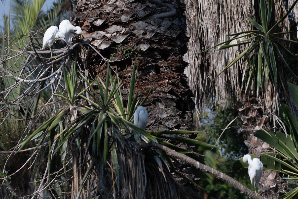 Snowy Egret - ML637826525