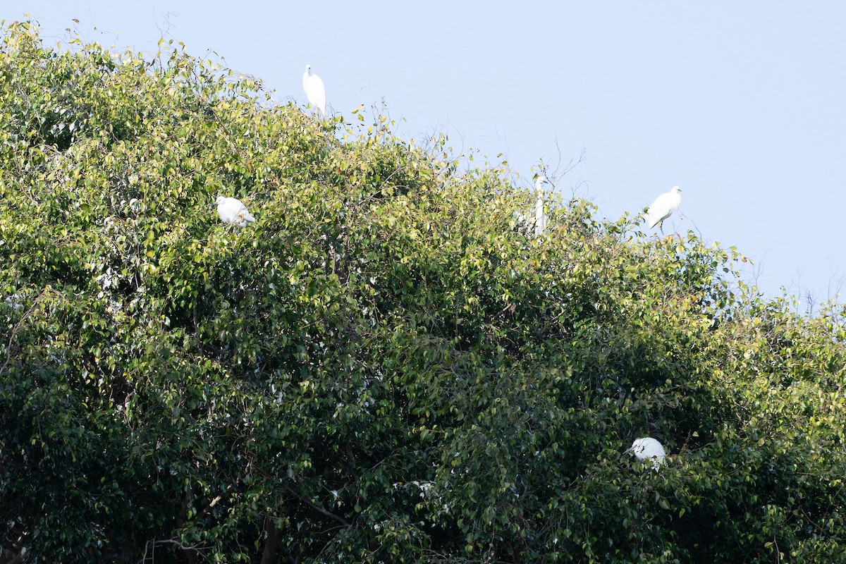 Snowy Egret - ML637826526