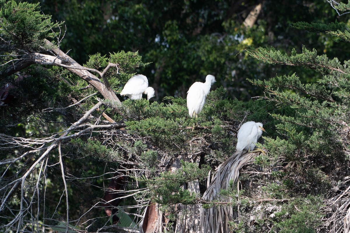 Snowy Egret - ML637826527