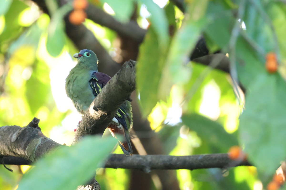 Thick-billed Green-Pigeon - ML637826529