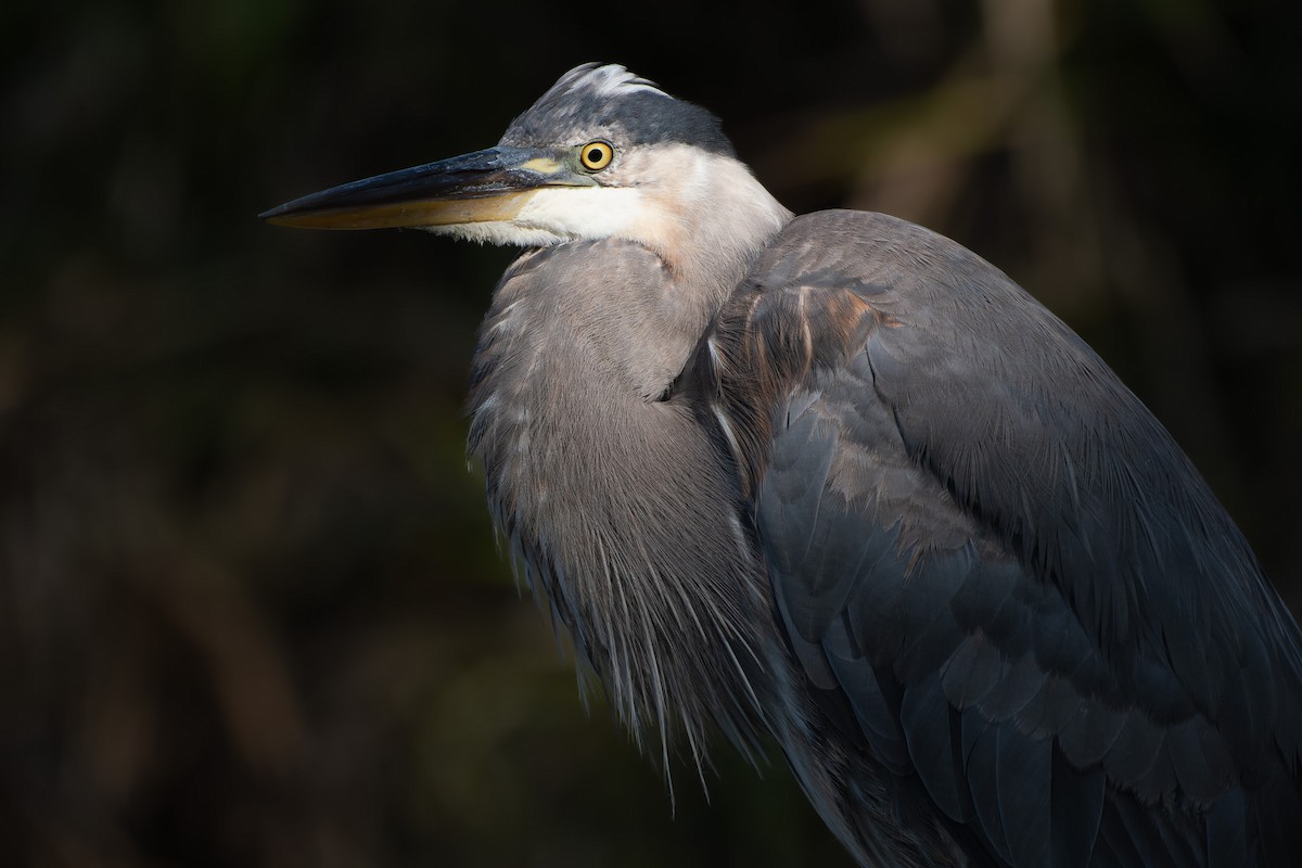 Great Blue Heron - ML637826539