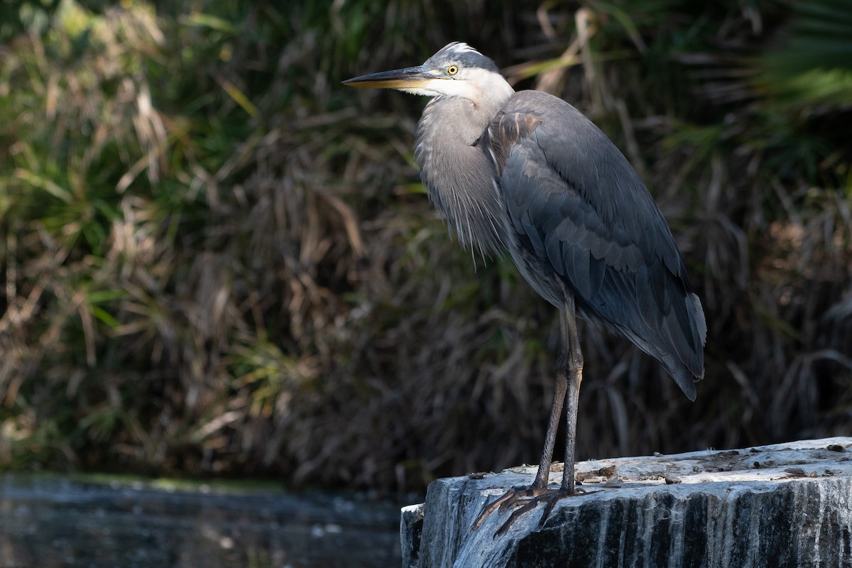 Great Blue Heron - ML637826541
