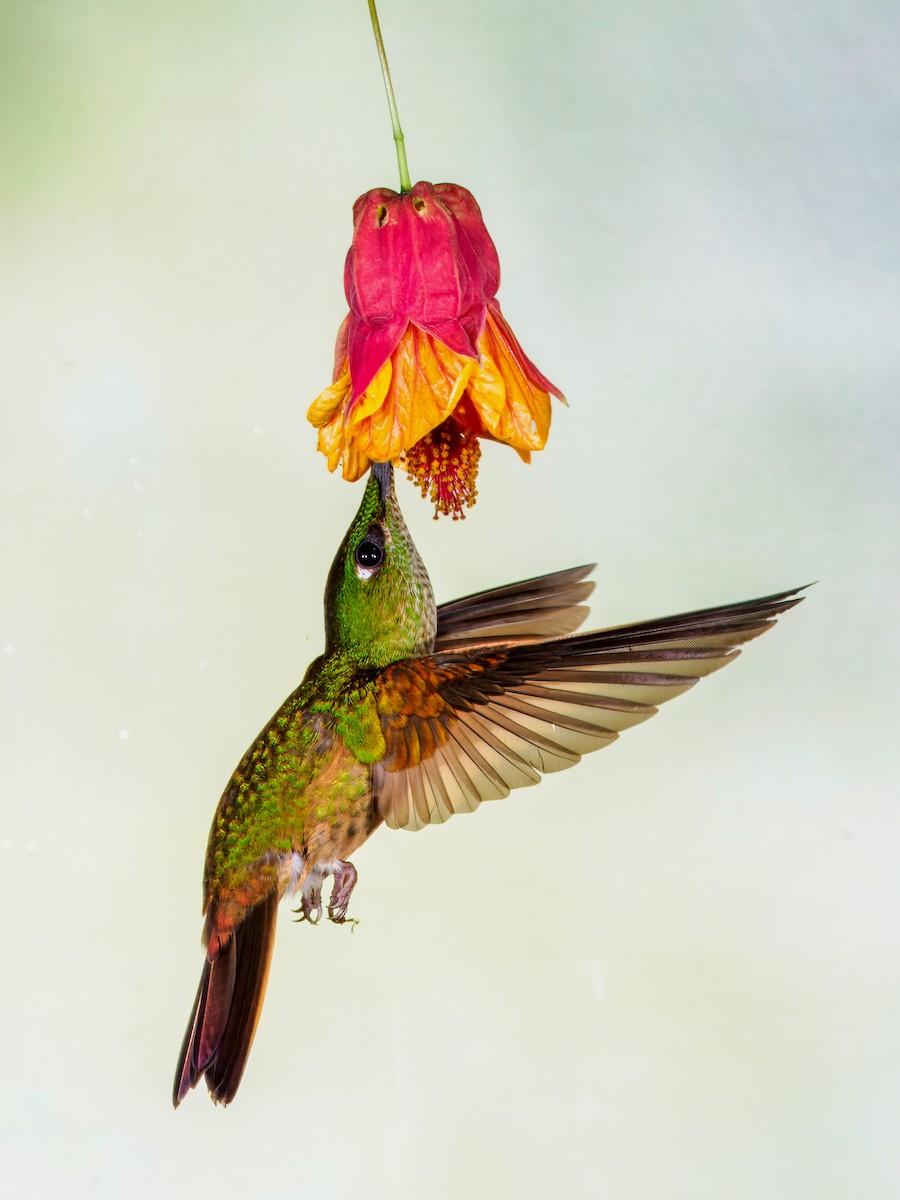Fawn-breasted Brilliant - ML637826550
