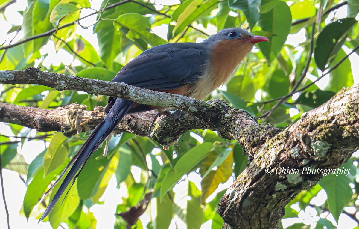 Red-billed Malkoha - ML637826565