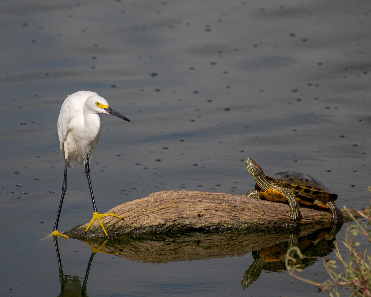 Snowy Egret - ML637826572