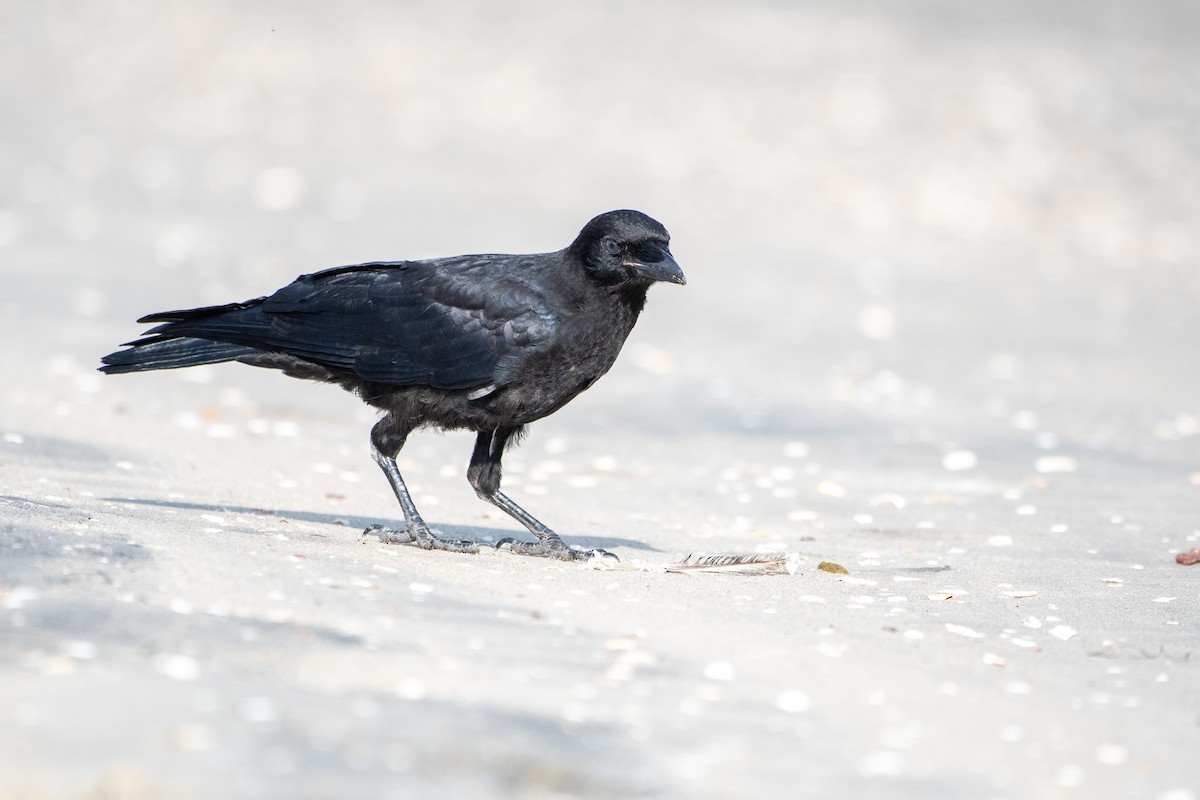 American Crow - ML637826573