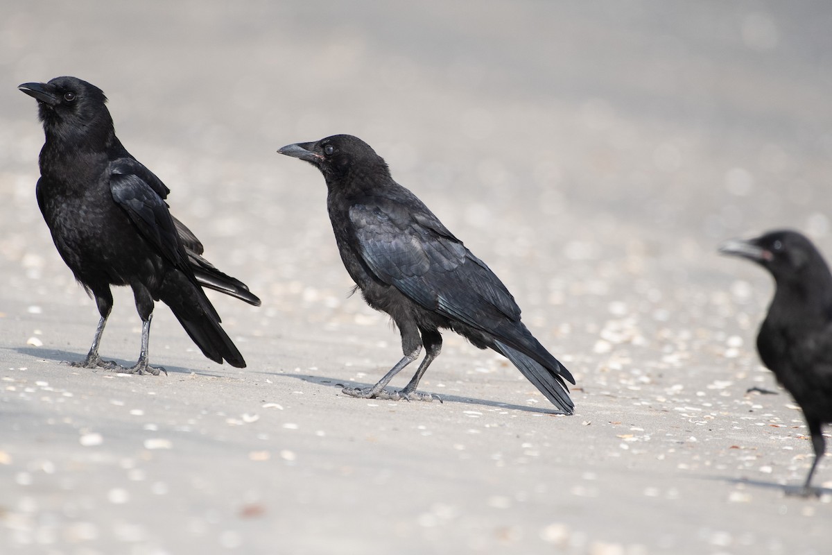 American Crow - ML637826574