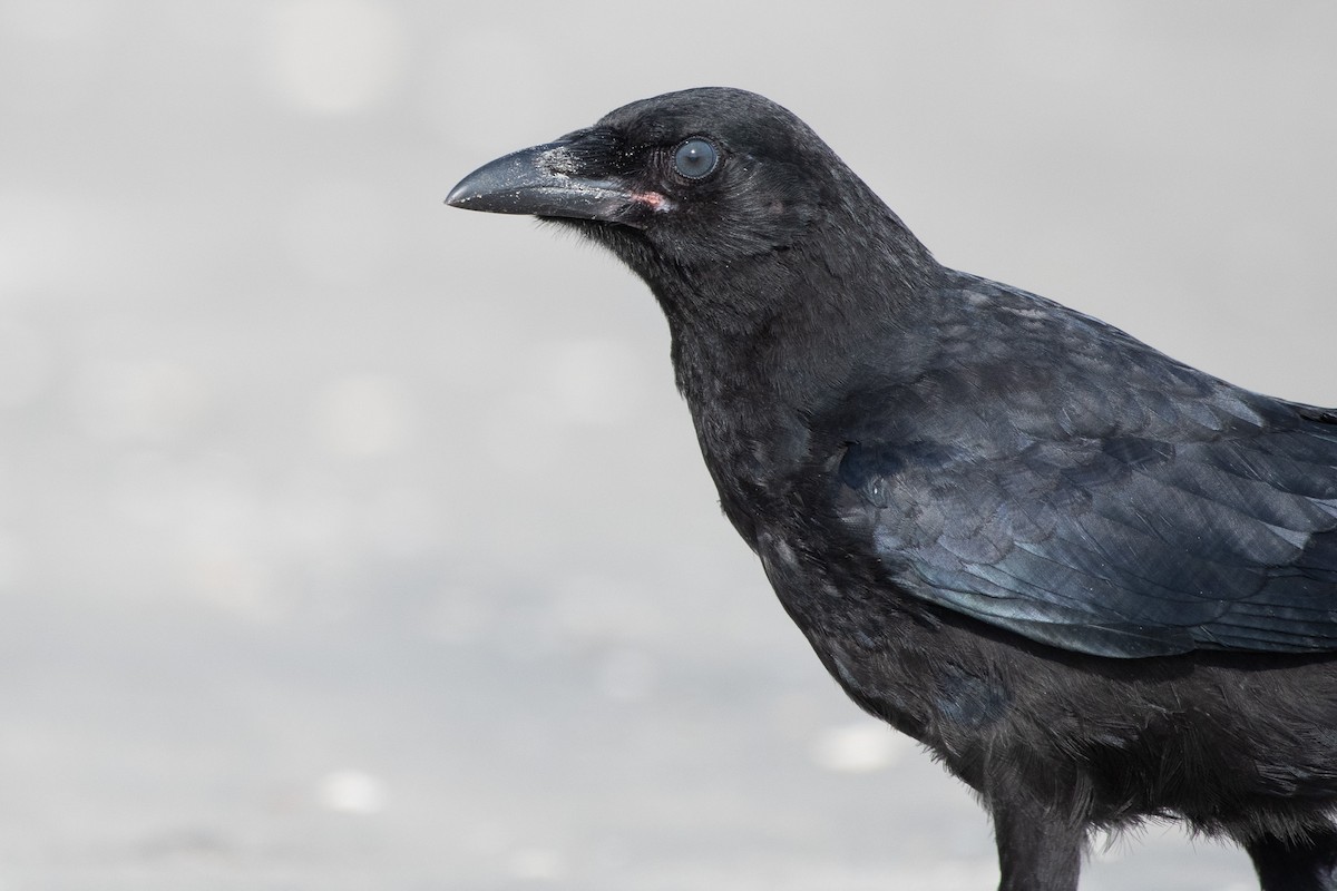 American Crow - ML637826576