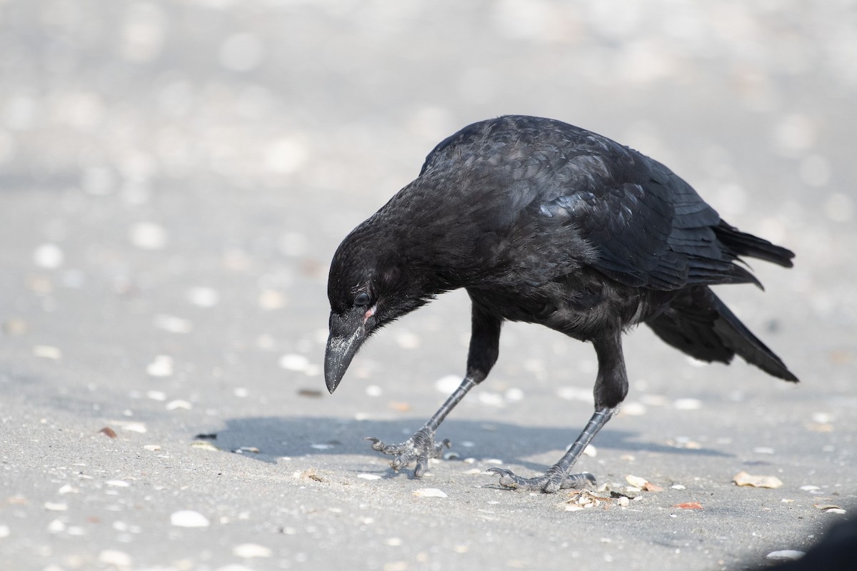 American Crow - ML637826577