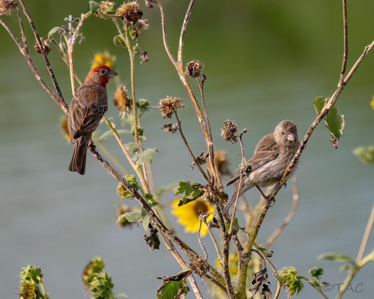 House Finch - ML637826585