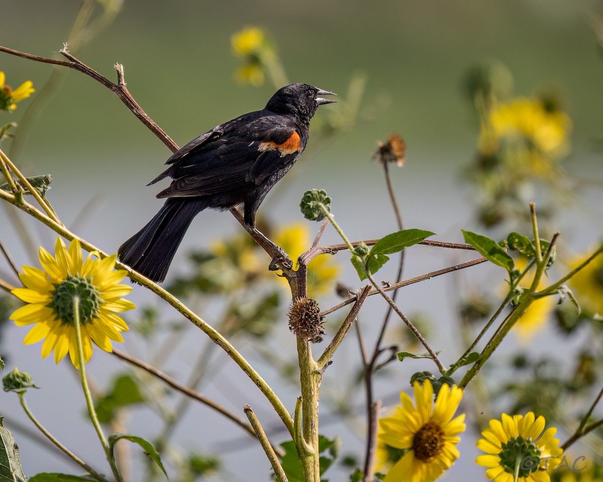 Red-winged Blackbird - ML637826600