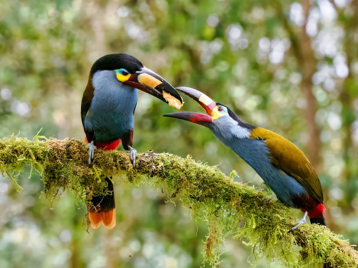 Plate-billed Mountain-Toucan - ML637826641