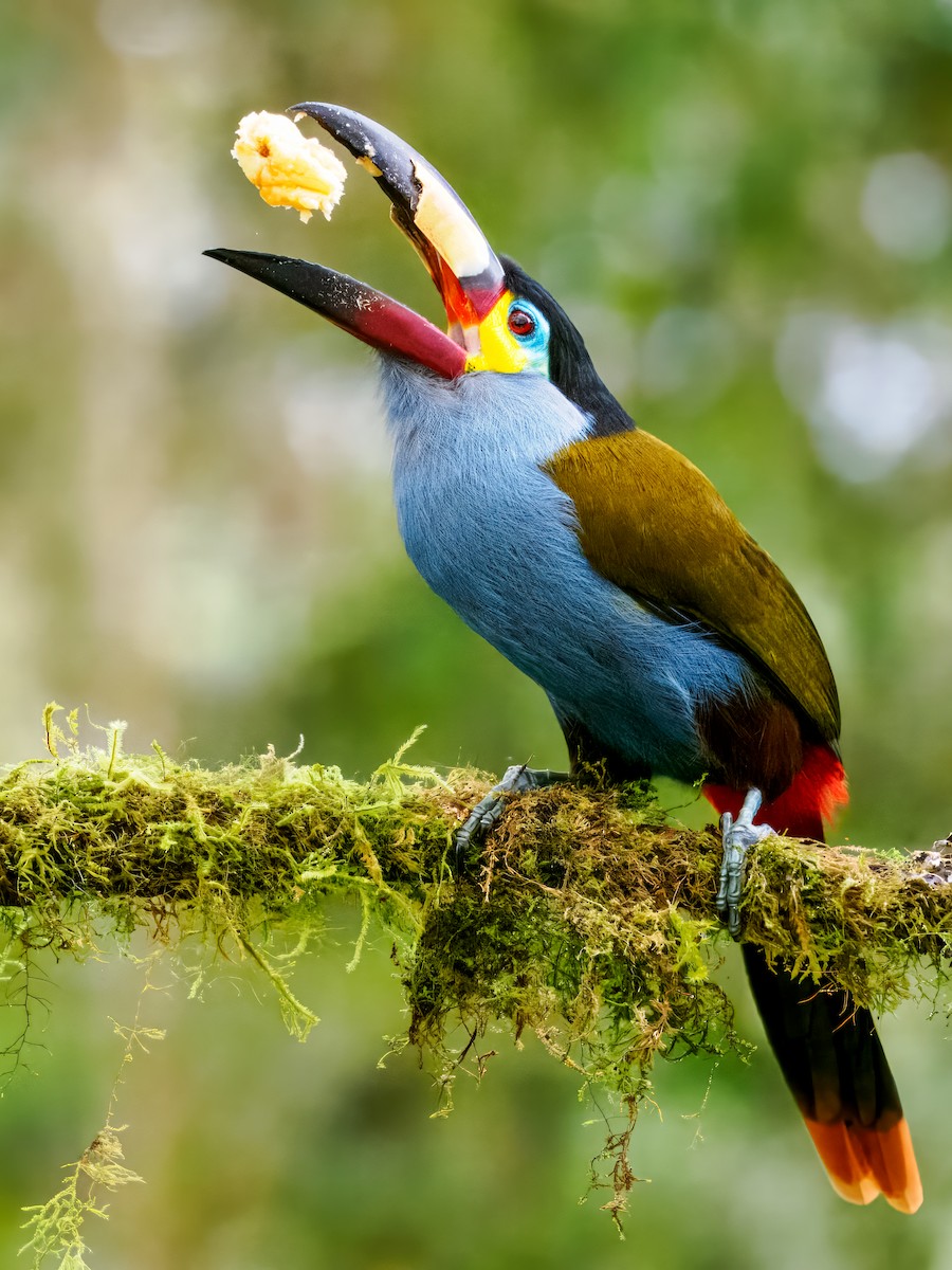 Plate-billed Mountain-Toucan - ML637826643